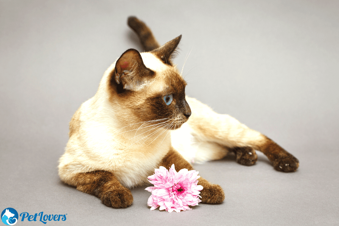 do cats have fur or hair?