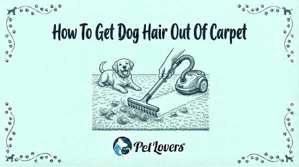 How to Get Dog Hair Out of Carpet