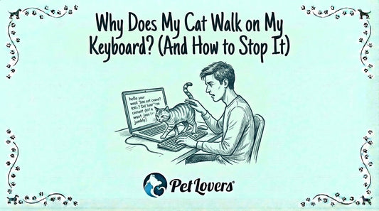 Why Does My Cat Walk on My Keyboard? (And How to Stop It)