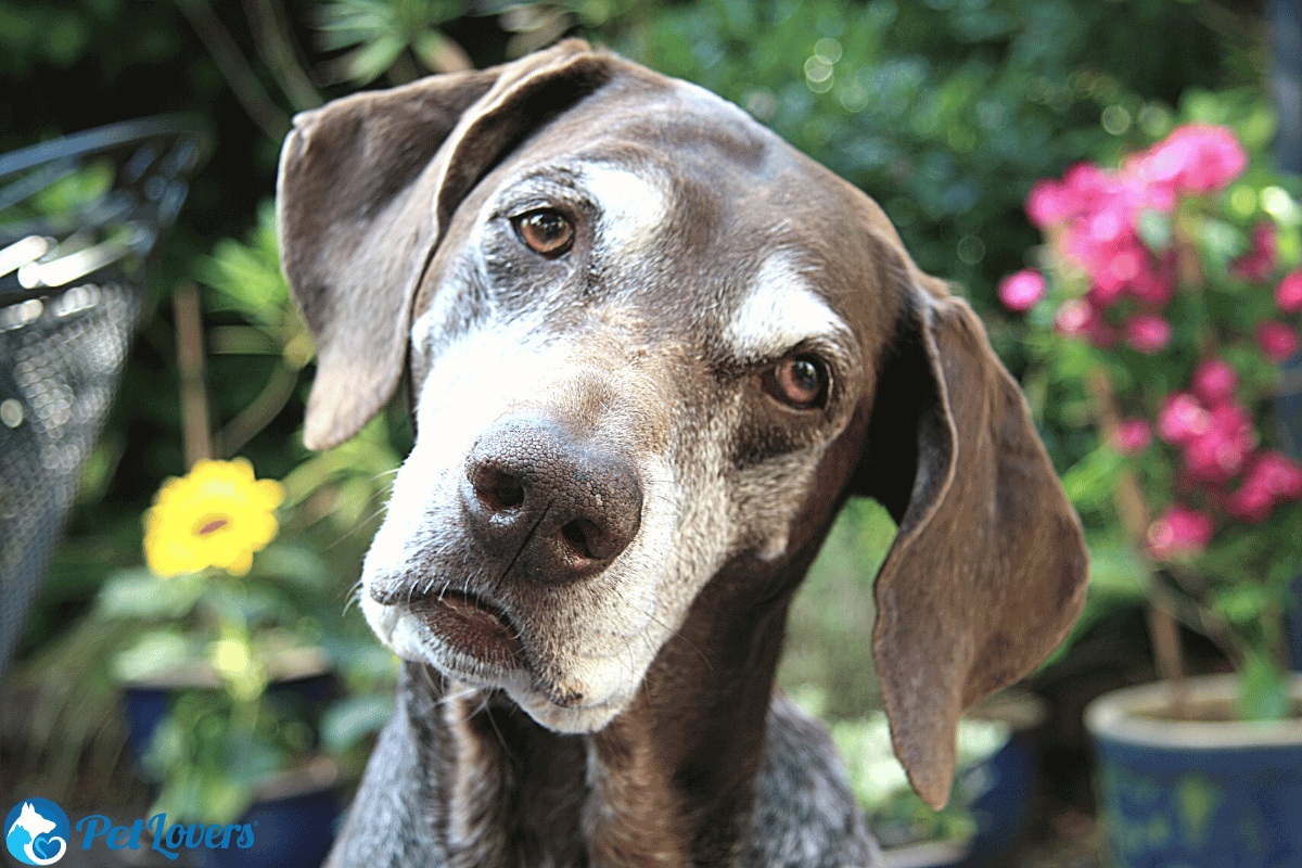 Do German Shorthaired Pointers Shed? – PetLovers
