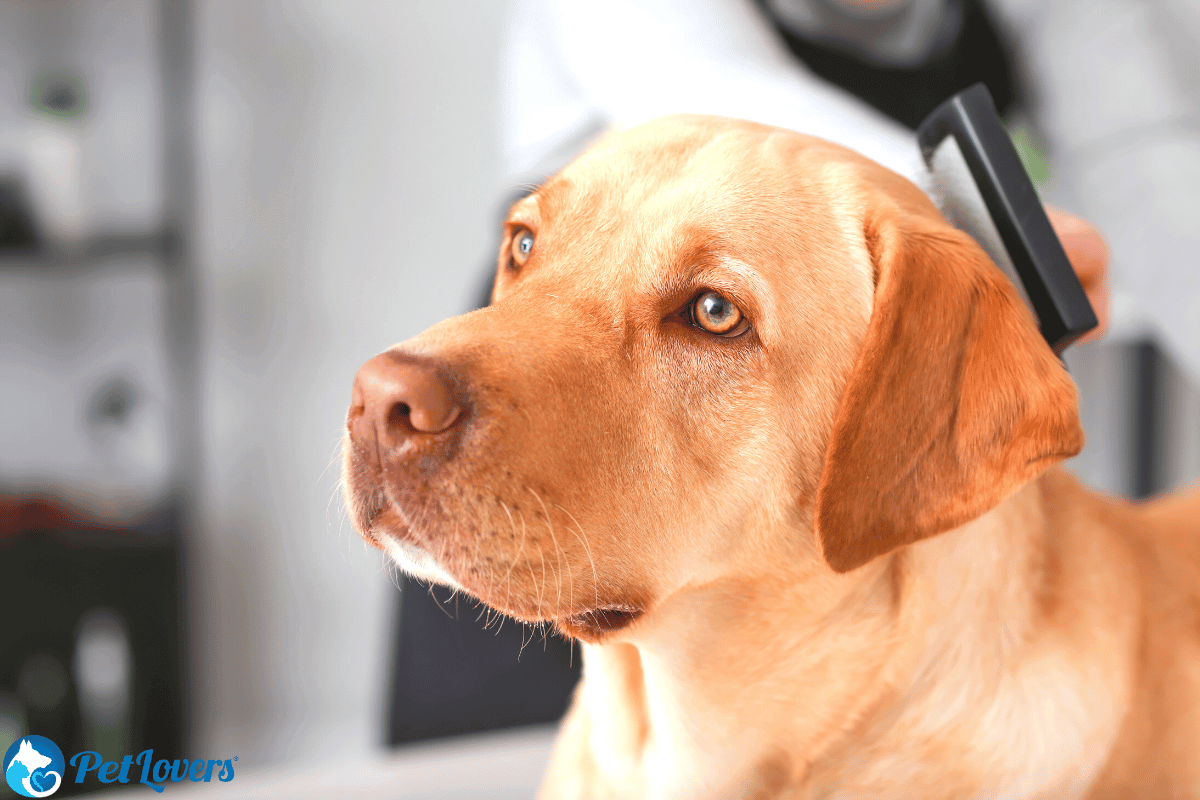 What Is A Slicker Brush? – PetLovers