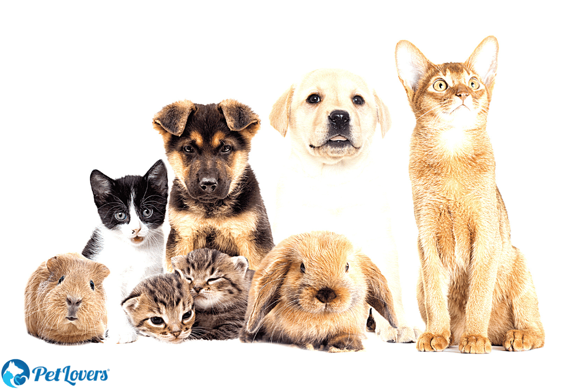 Low Maintenance Pets That Like To Cuddle – PetLovers