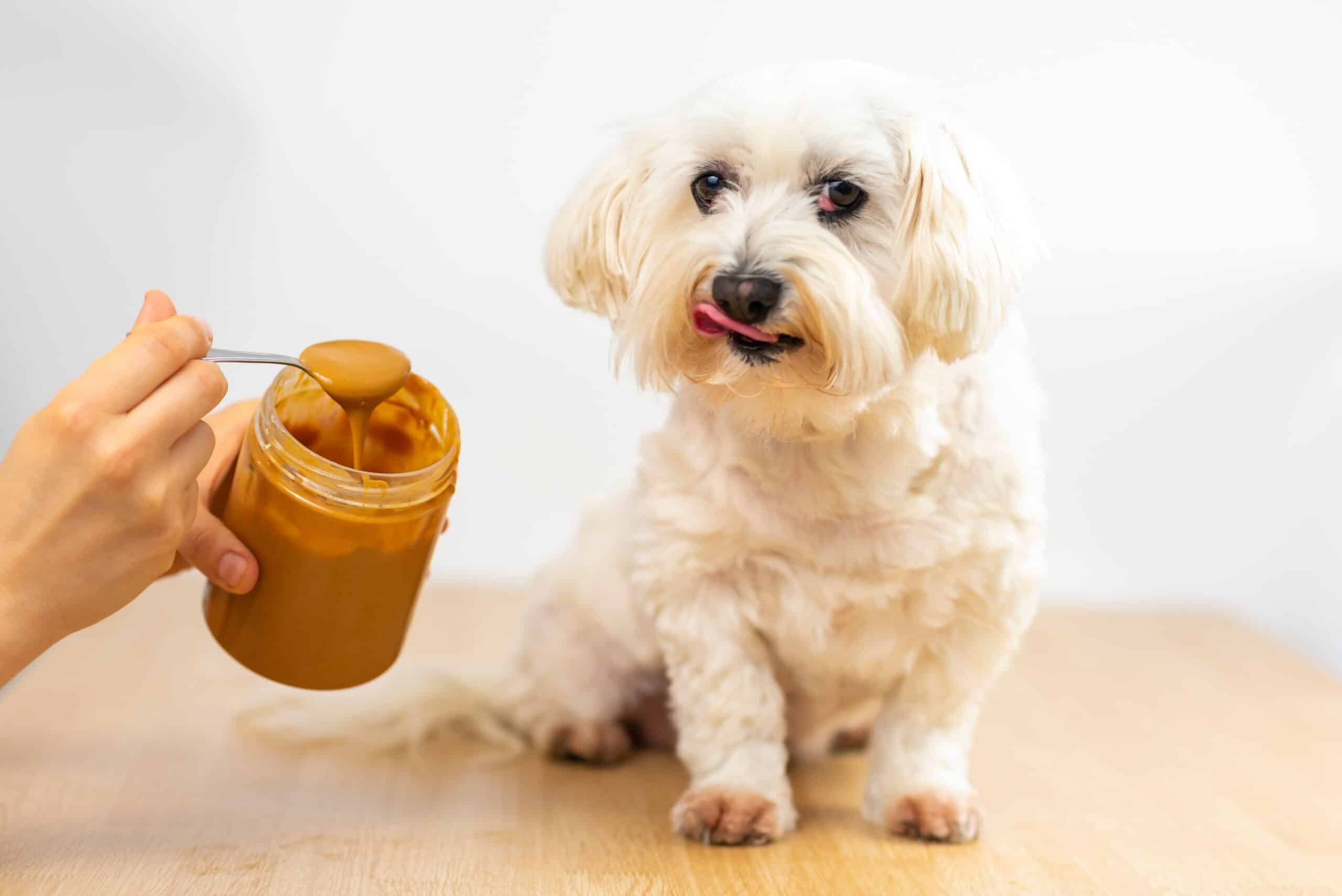 dogs and peanut butter