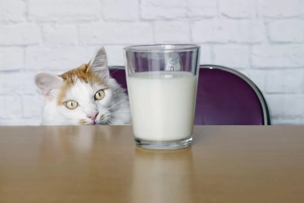 Can Cats Drink Milk
