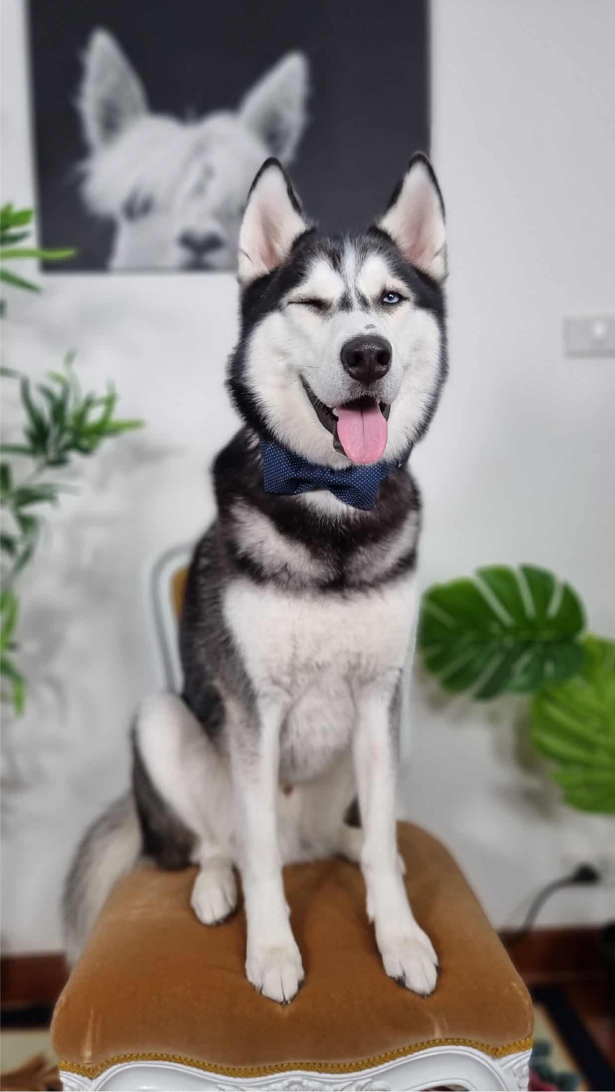Jax, a Siberian Husky, winks at the camera while wearing a bow-tie..