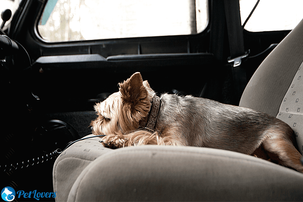 dog hair in car