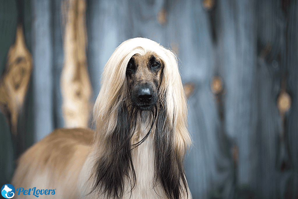 Afghan Hound