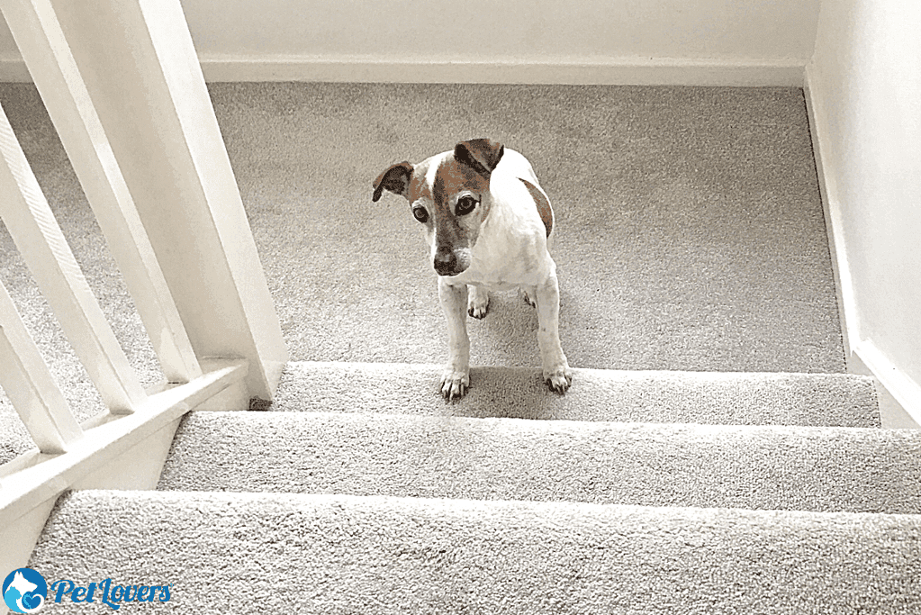pet hair on carpet stairs