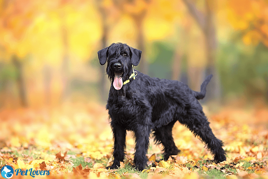 Giant Schnauzer