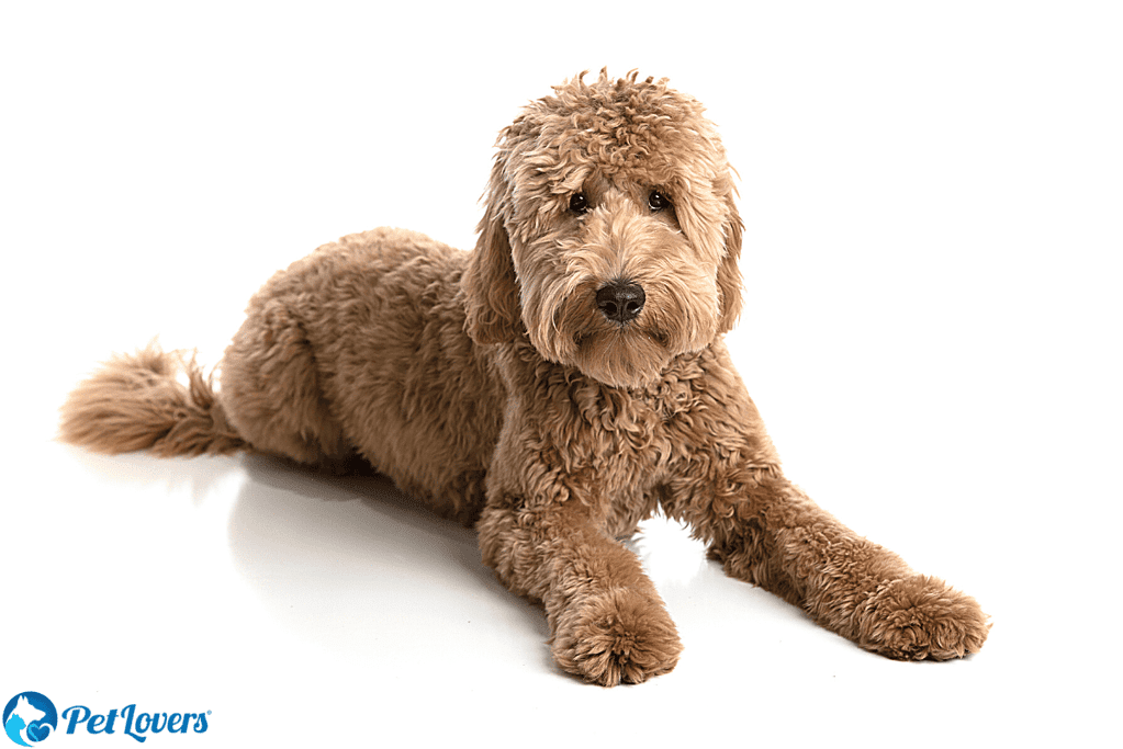 GoldenDoodle