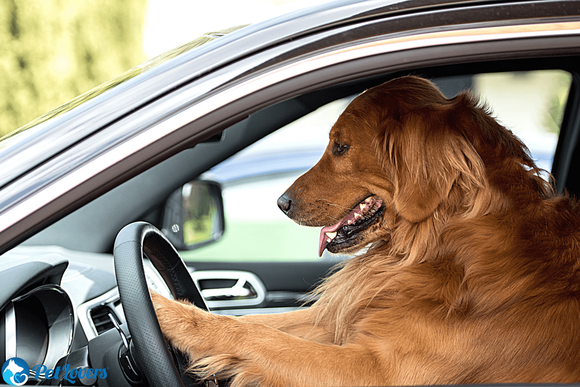 how to get dog hair out of car