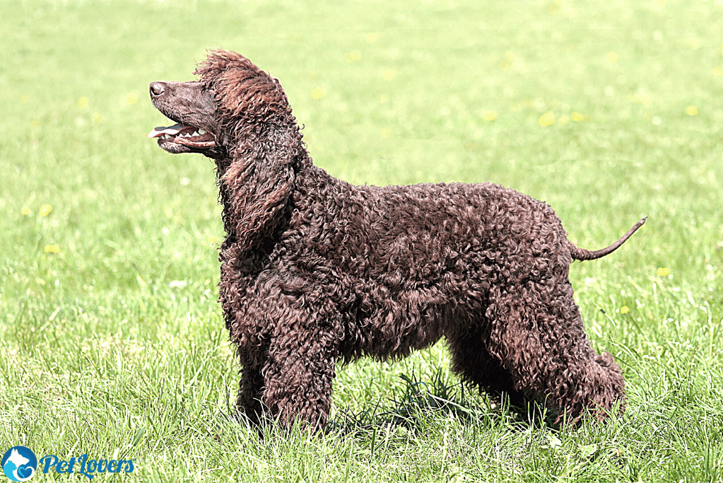 Irish Water Spaniel