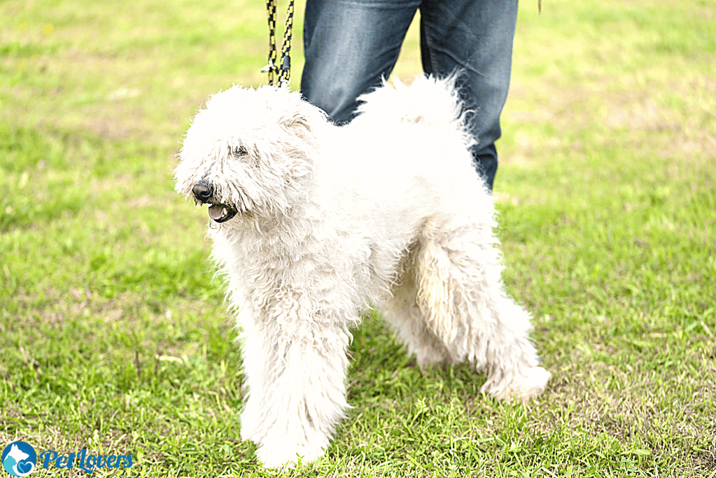 Komondor