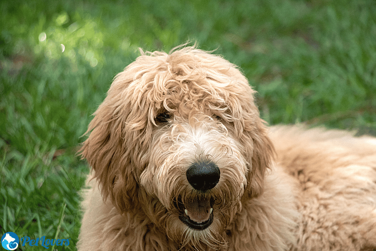 Big dogs with hair not sales fur