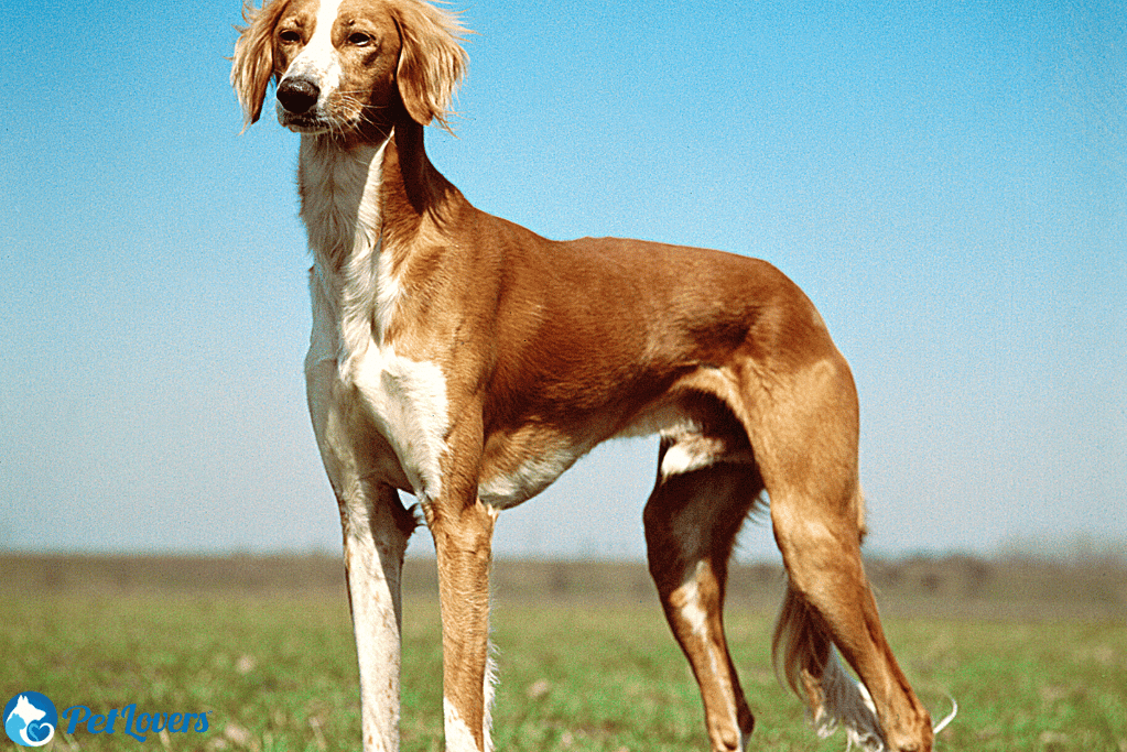 Saluki