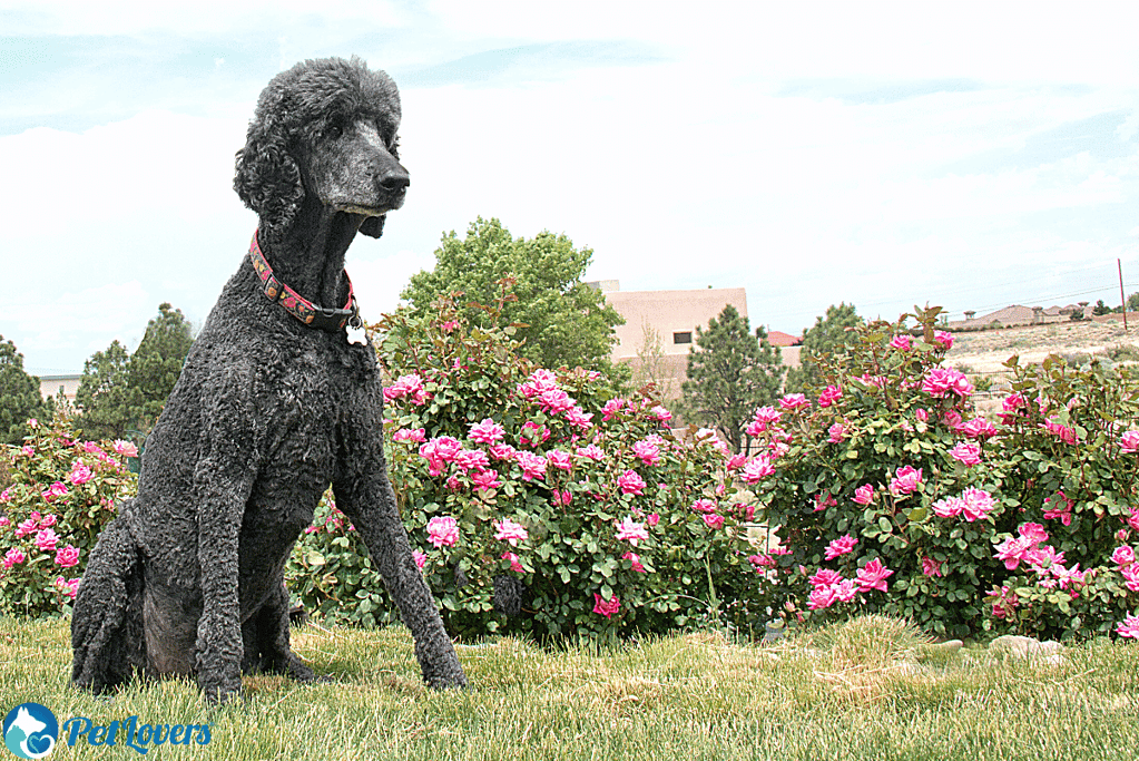 Standard Poodle