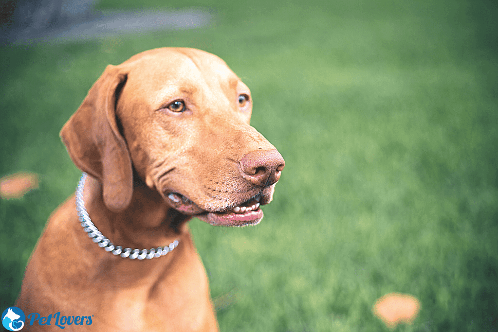 Vizsla