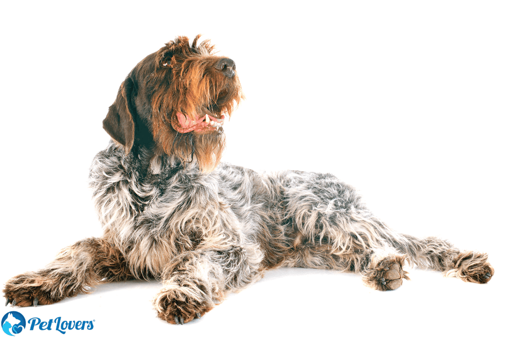 Wirehaired Pointing Griffon