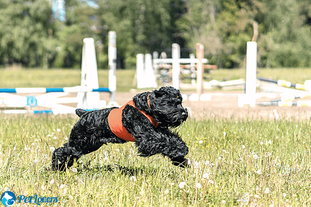 black russian terrier