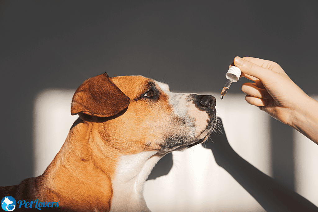 coconut oil for shedding dogs