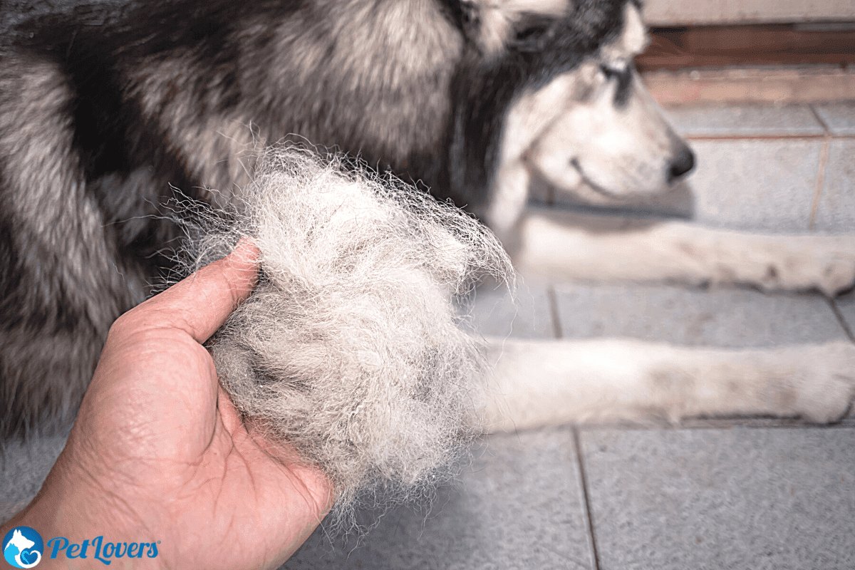 how to stop a dog from shedding