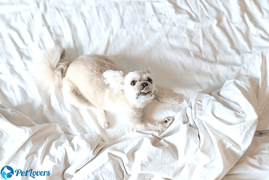 how to get dog hair off sheets