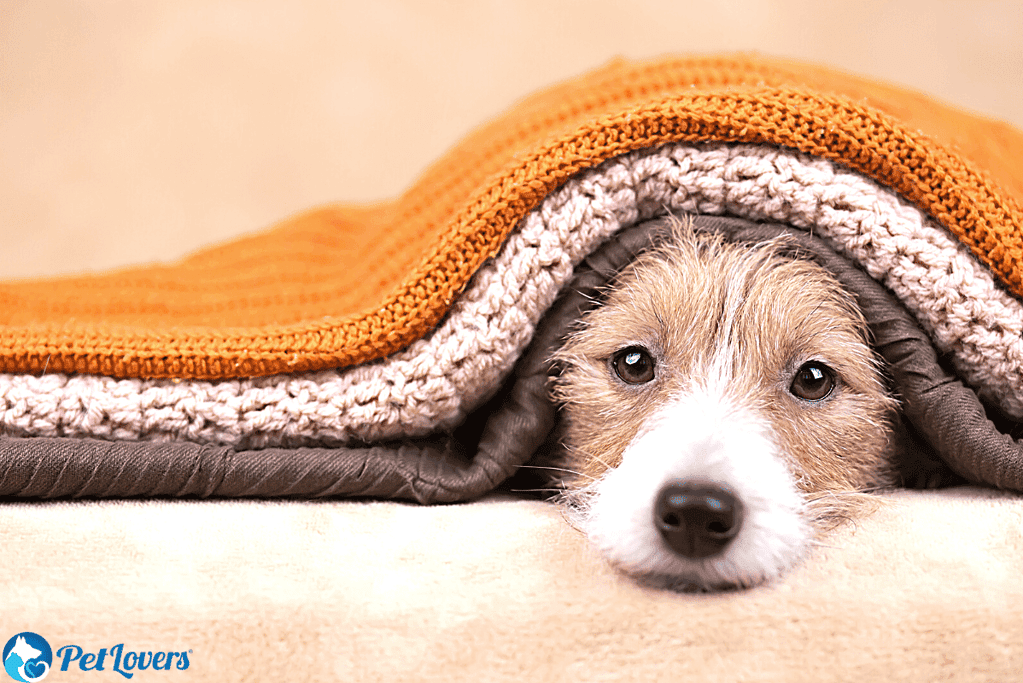 how to get dog hair out of blankets