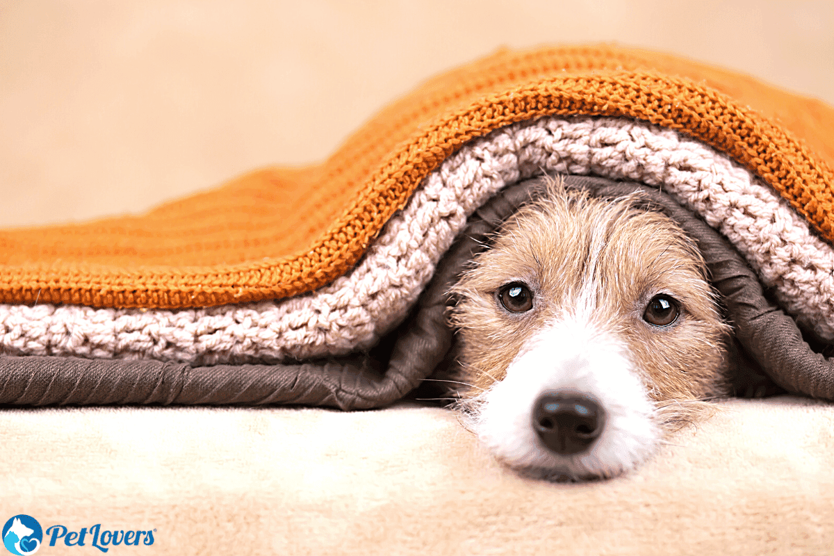 how to get dog hair out of blankets