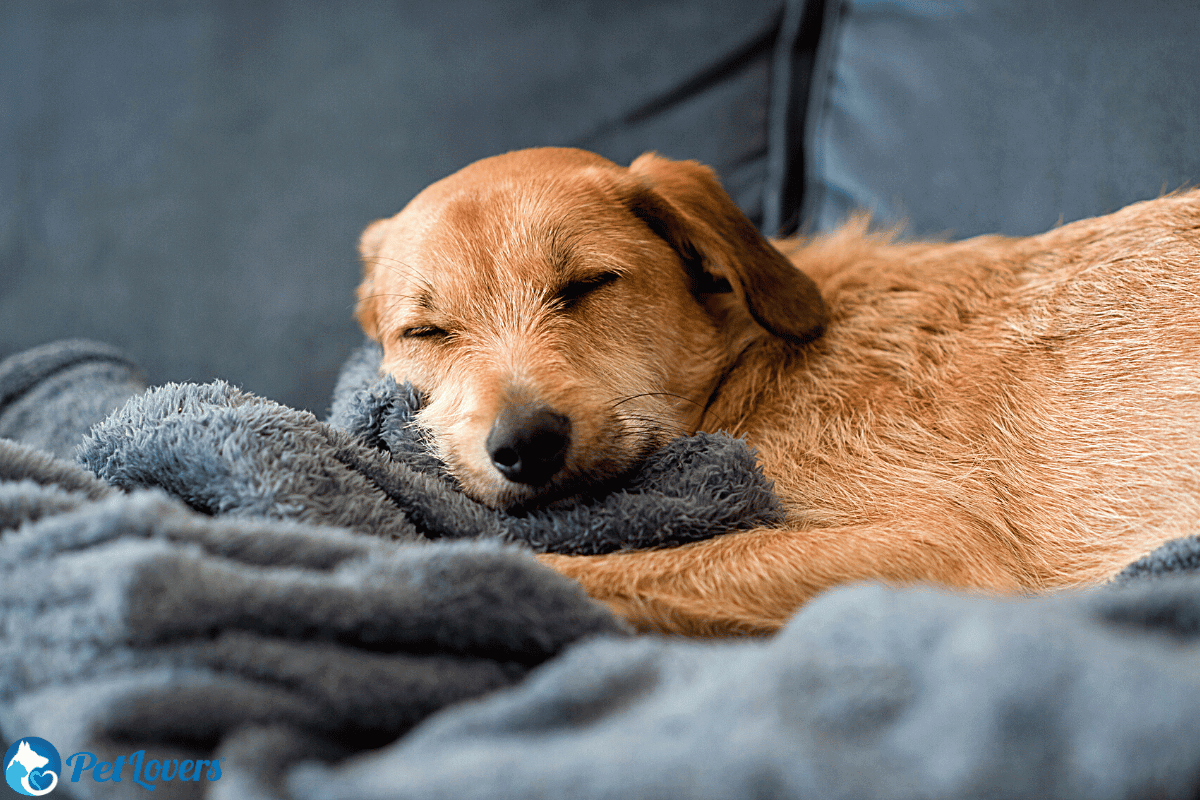 remove dog hair from wool blankets