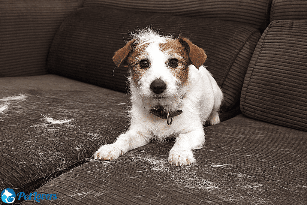 how to remove pet hair from couch