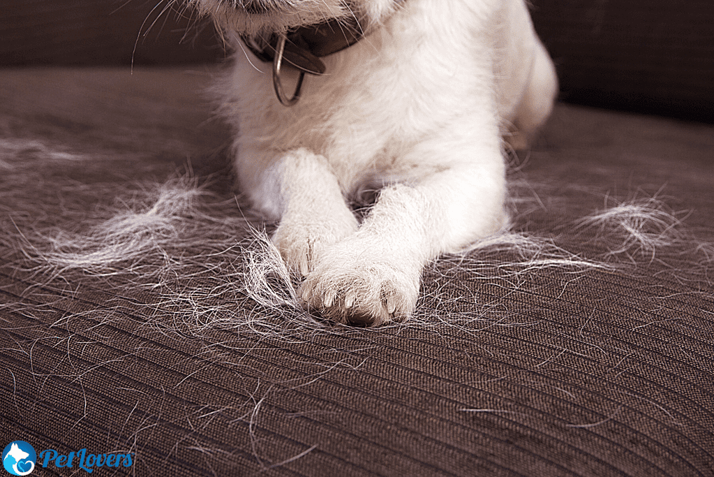 pet hair on couch