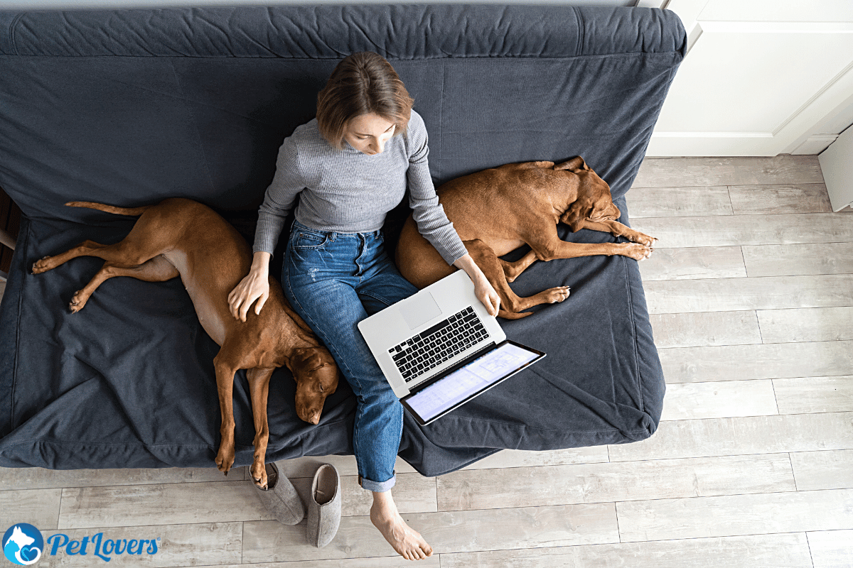 how to get dog hair off couch