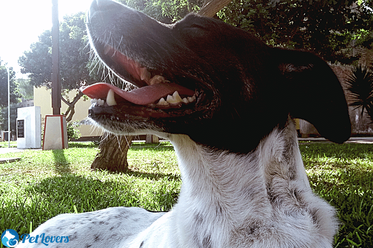 dog's fur changing color in spots