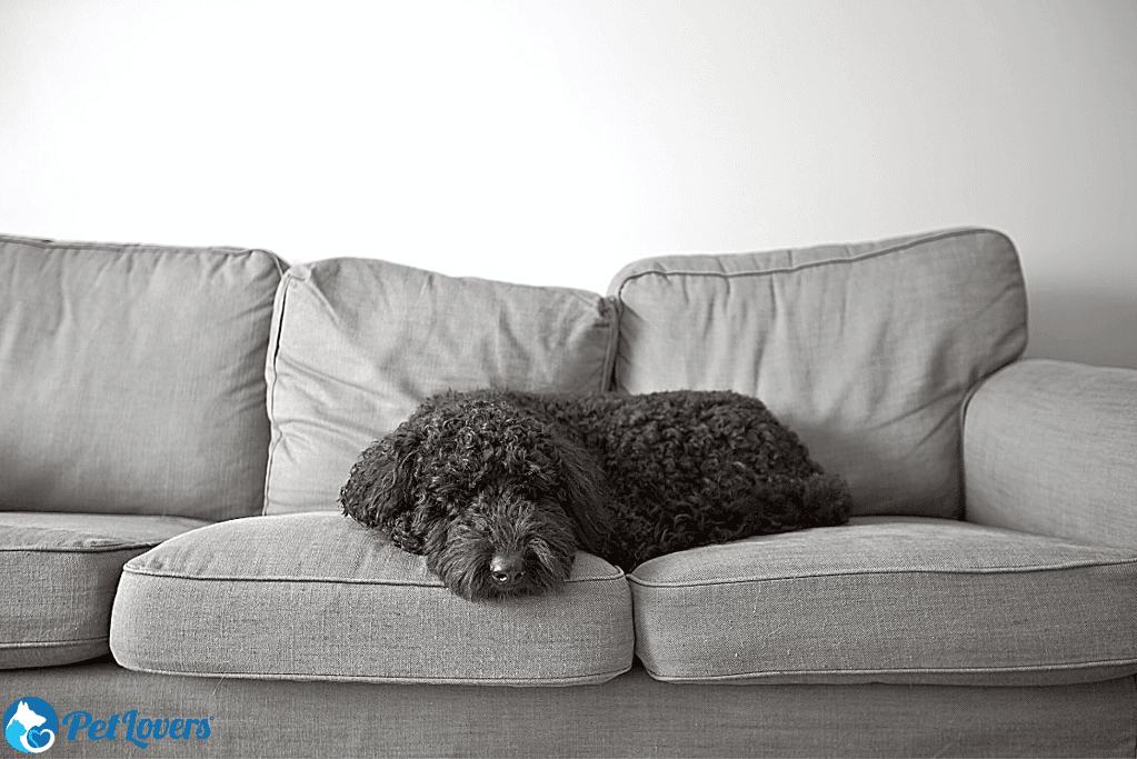 remove pet hair from furniture