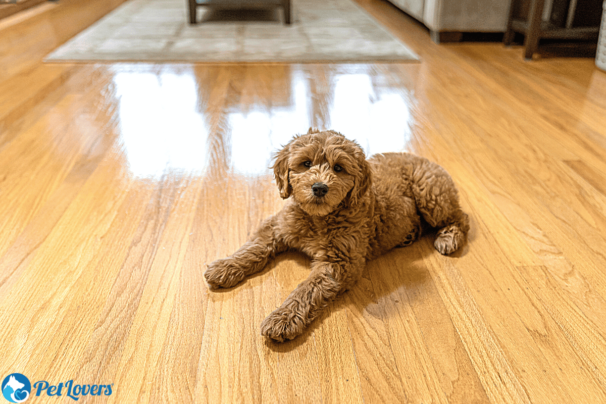 Dog Hair On Hardwood Floors