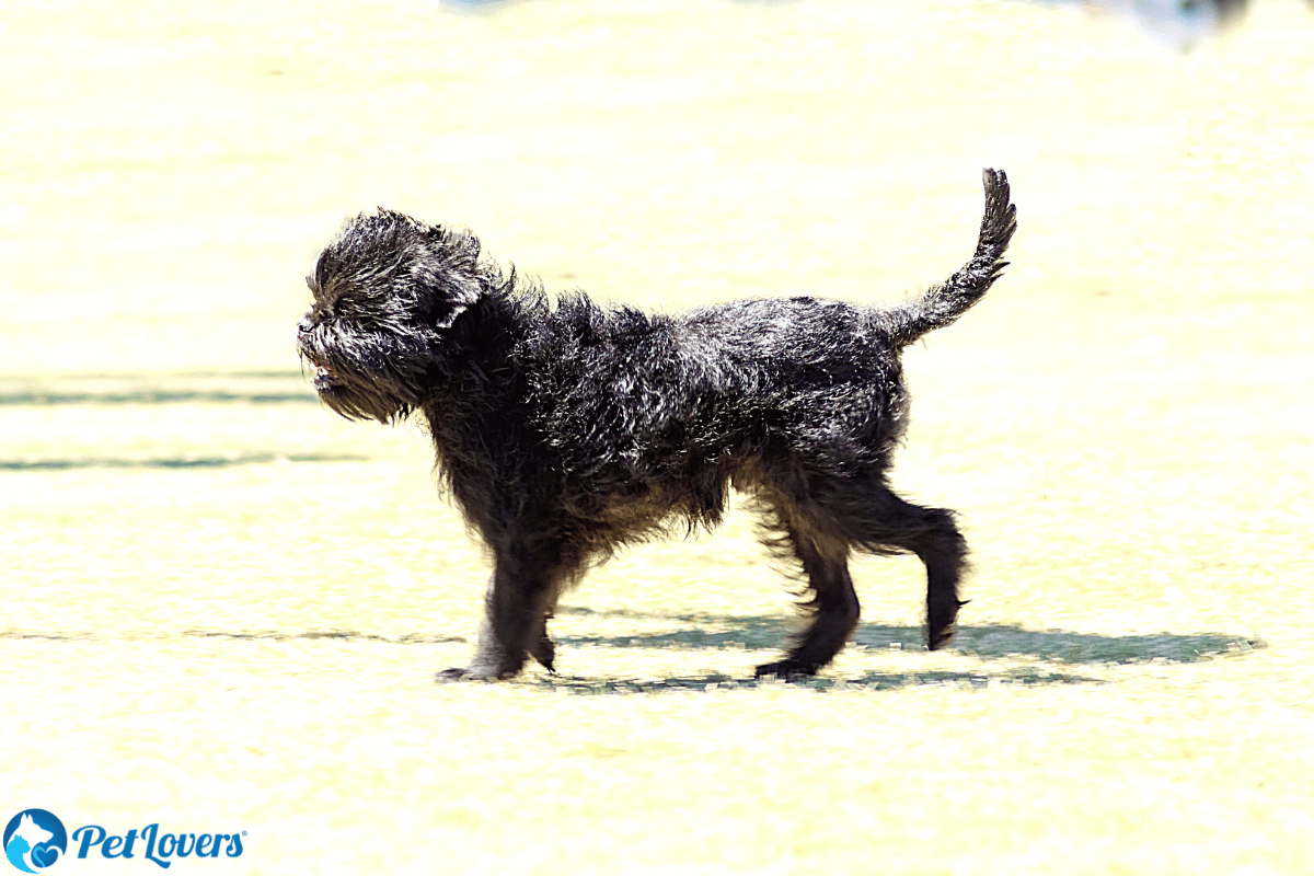 Short Haired Affenpinscher