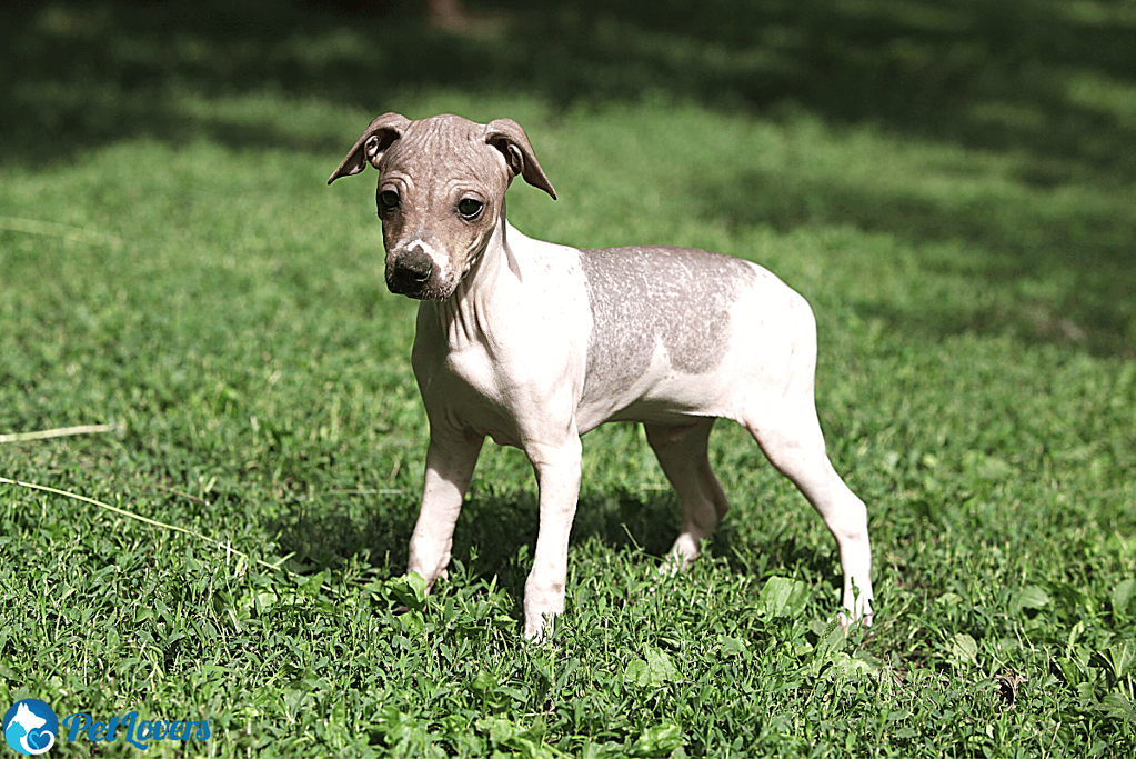 American Hairless Terrier Small