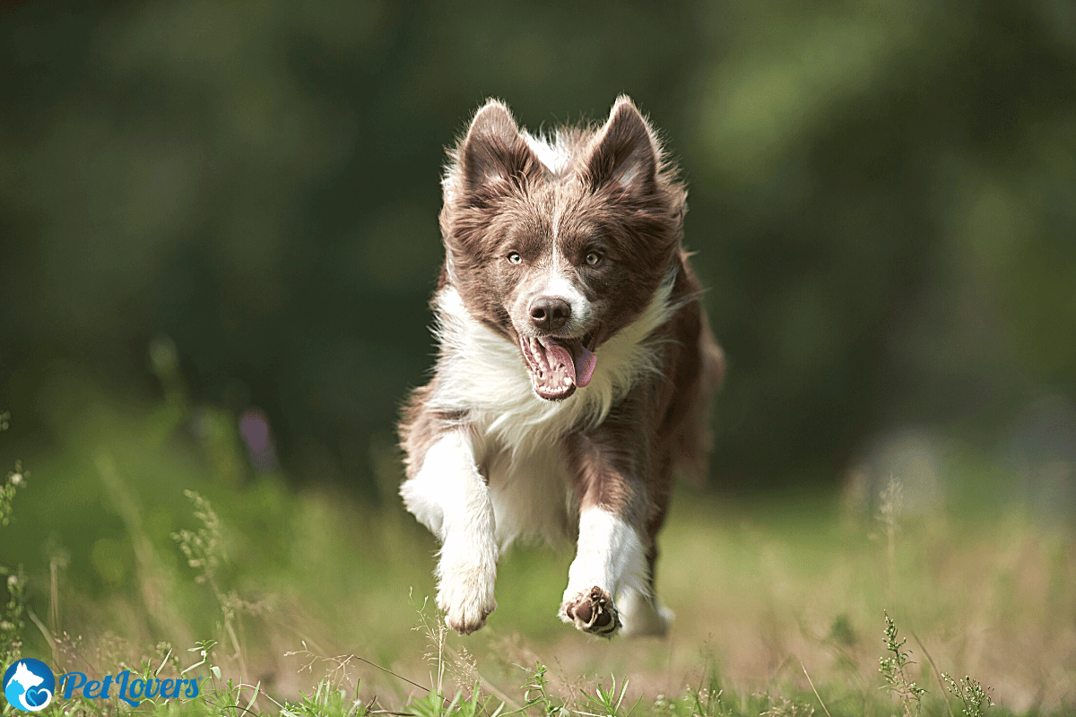 Border Collie Shedding