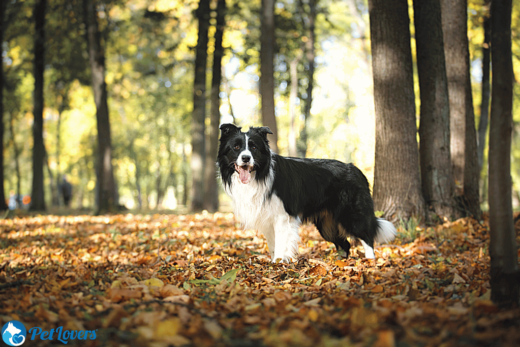 do border collies shed