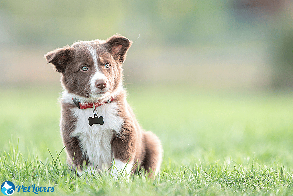 border collie grooming