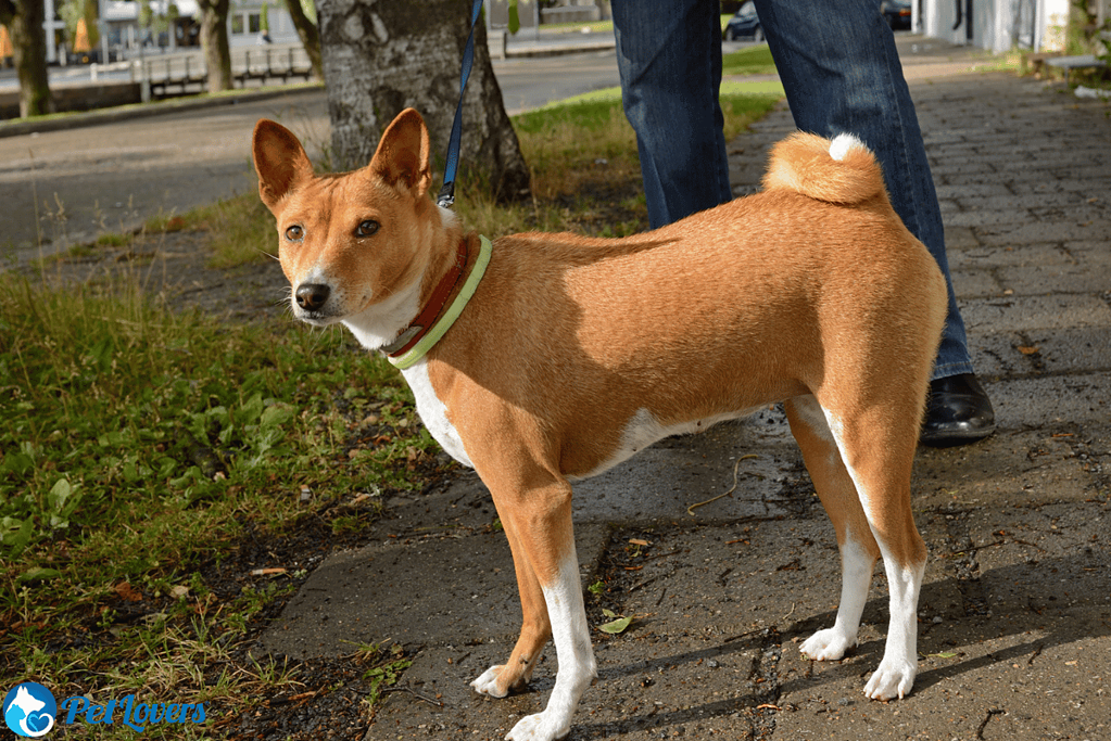 Basenji Medium sized