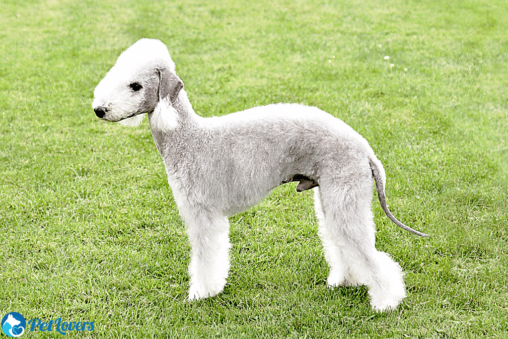 Bedlington Terrier small