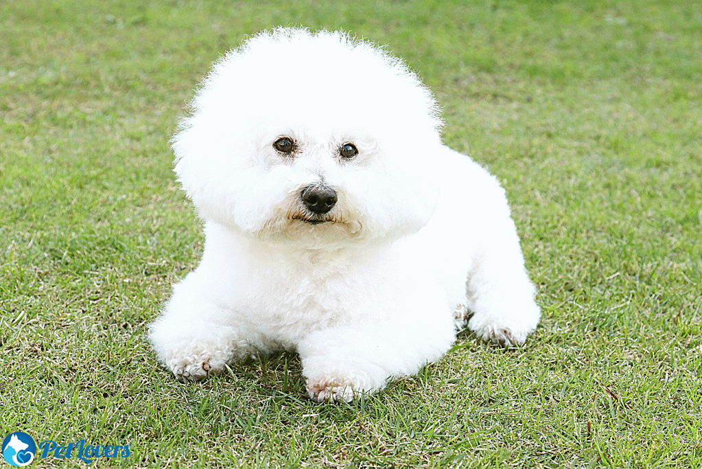 Bichon Frise small