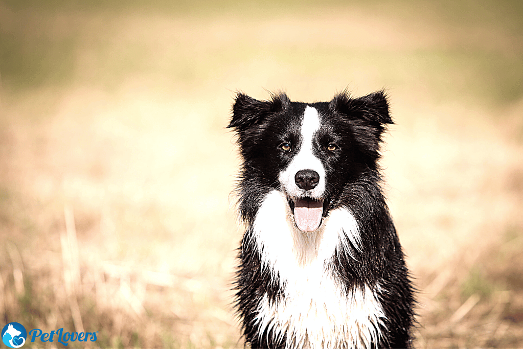 managing border collie shedding