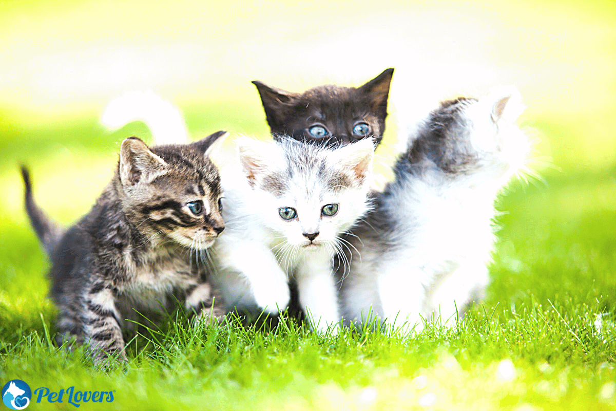 Low Maintenance Pets That Like To Cuddle PetLovers