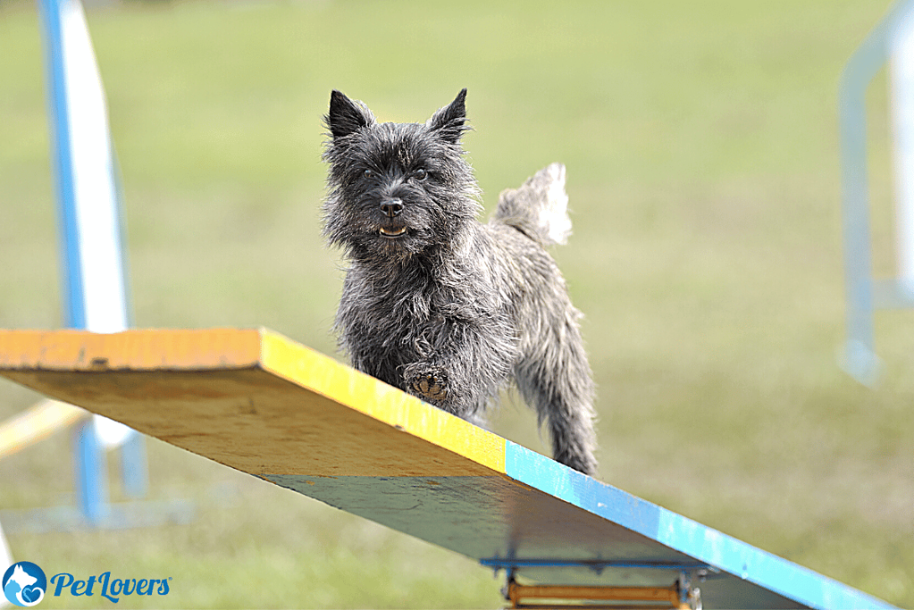 Cairn Terrier small