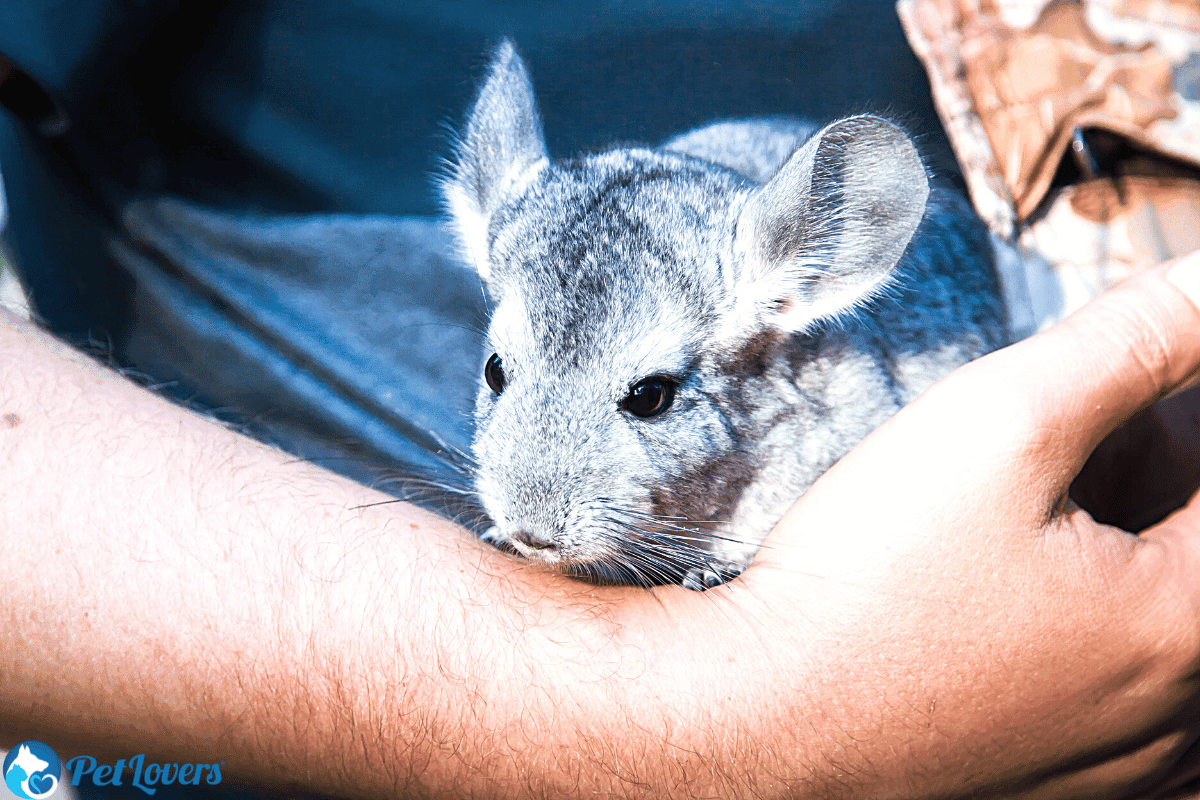 low maintenance pet chinchillas