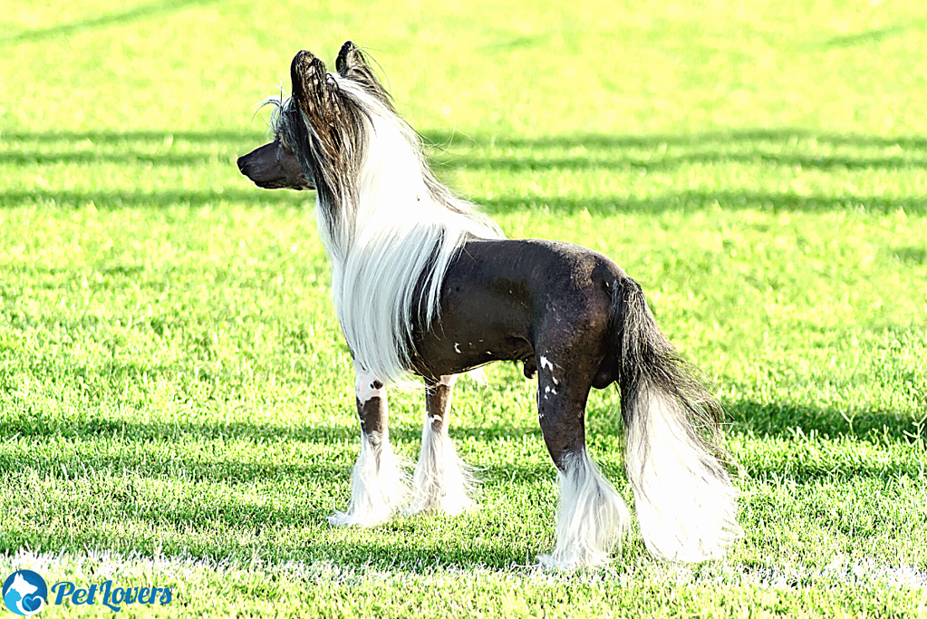 Chinese Crested small