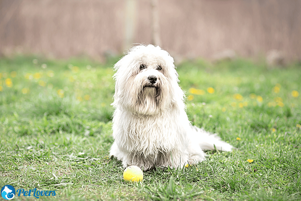 Coton de Tulear small