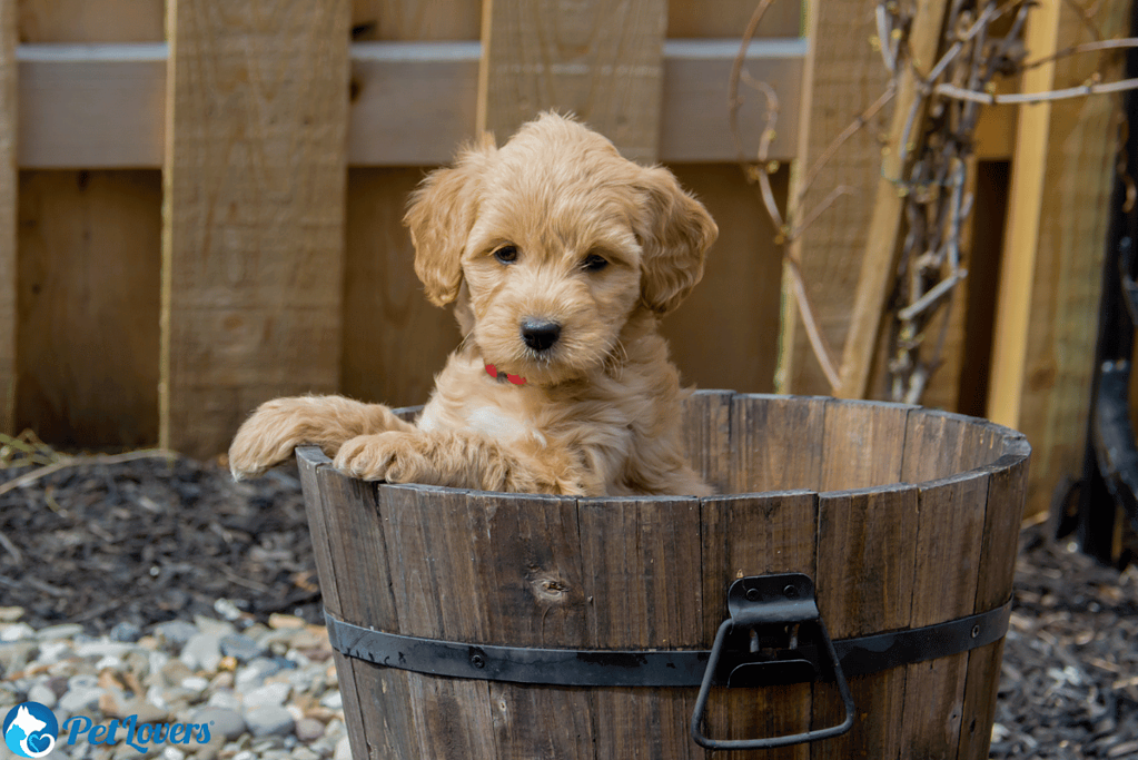 F1b mini goldendoodle